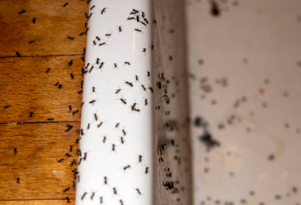 Best Emergency Pest Control  in Pinetops, NC