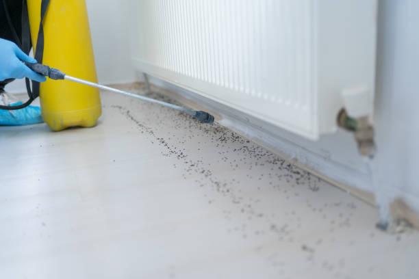 Best Termite Control Services  in Pinetops, NC